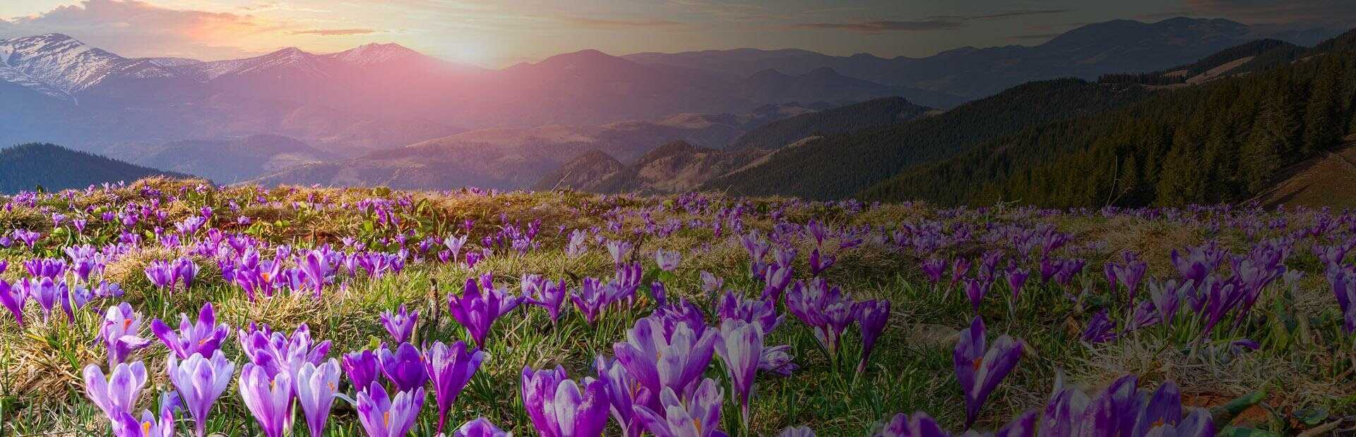 Pielęgnacja terenów zielonych