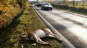 Martwe zwierzę przy drodze